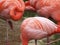 Crop closeup of soft pink color africans bird flamingo