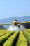 Crop Duster plane spraying crops. Spraying chemicals for accelerated crop growth. Dirty agribusiness