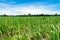 Crop farm with cloudy sky