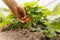 Crop farmer checking strawberry plant