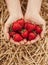 Crop farmer with handful of strawberries