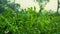 Crop field of Bangladesh. Vast pea fields. Close up photo of pea flower. White red blue pea flowers on green background