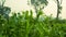 Crop field of Bangladesh. Vast pea fields. Close up photo of pea flower. White red blue pea flowers on green background