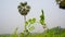 Crop field of Bangladesh. Vast pea fields. Close up photo of pea flower. White red blue pea flowers on green background