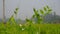 Crop field of Bangladesh. Vast pea fields. Close up photo of pea flower. White red blue pea flowers on green background