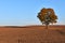 Crop field with big oak in middle.Old oak tree in the middle of the field