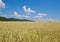 Crop Field with Forested Hills in Distance