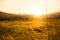 Crop field at golden hour