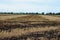 Crop field that has been burned to clear crop residue.