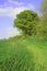 Crop field with meadow trees