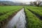 crop field with runoff flowing into nearby stream