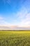 Crop field, rural landscape in the afternoon