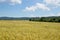 Crop Field with Small Village