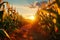 crop fields against a great landscape during the mesmerizing sunset.