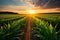 crop fields against a great landscape during the mesmerizing sunset.