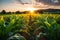 crop fields against a great landscape during the mesmerizing sunset.