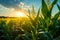 crop fields against a great landscape during the mesmerizing sunset.