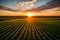 crop fields against a great landscape during the mesmerizing sunset.