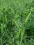 Crop of fresh garden peas growing on a field ready to be harvested