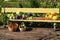 A crop of fresh vegetables lies on a bench in the open air