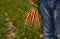 Crop gardener with bunch of fresh carrots