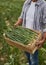 Crop gardener with green onion in wooden box