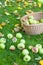 Crop of green apples in basket