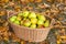 Crop of green apples in basket