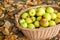 Crop of green apples in basket