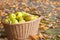 Crop of green apples in basket