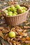 Crop of green apples in basket