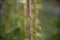 Crop of Green Beans Phaseolus vulgaris growing up a bamboo cane