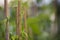 Crop of Green Beans Phaseolus vulgaris growing up a bamboo cane