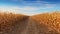 crop harvested corn field