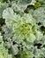 Crop of leafy green Kale growing