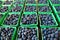 Crop of organically grown blueberries in cartons