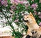 Crop owner lifting dog near lilac bush