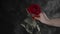 Crop person with red rose. From above crop hand of anonymous person holding red rose with green leaves