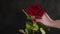 Crop person with red rose. From above crop hand of anonymous person holding red rose with green leaves