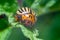 Crop pest, the Colorado potato beetle sits on the leaves of potatoes