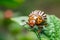 Crop pest, the Colorado potato beetle sits on the leaves of potatoes