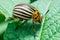 Crop pest, the Colorado potato beetle sits on the leaves of potatoes