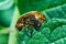 Crop pest, the Colorado potato beetle sits on the leaves of potatoes