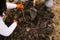 Crop photo of faceless people digging ground with a spade for planting tree.