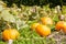 Crop of pumpkins growing in vegetable patch. Organic local produce concept. Low angle.