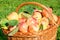 Crop of red juicy apples in basket,thanksgiving holiday