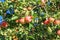 Crop of red ripe apples on an apple-tree in garden