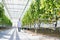 Crop scientist wearing lab coat walking in greenhouse