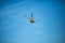 Crop sprayer duster helicopter, spraying mountains, fields and l