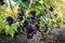 Crop of table grapes on ecological farm. Big bunches of blue delight grape hanging in garden